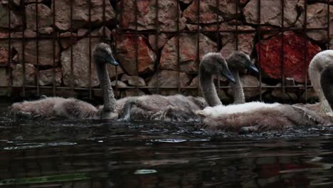 mother-and-small-swans-swimming-in-the-quiet-water