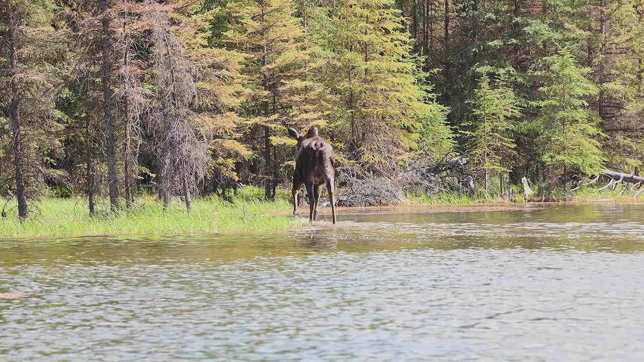 Handheld video of a cow moose, alces alces, walking away from the camera and out of a lake in Denali National Park, Alaska, USA.