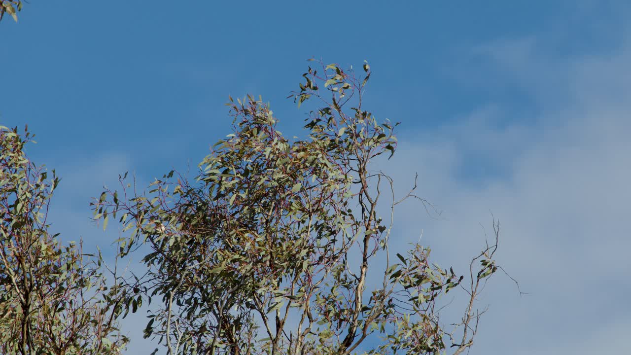 Eucalyptus tree foliage moves in breeze, bright daylight, clear blue sky, static wide shot