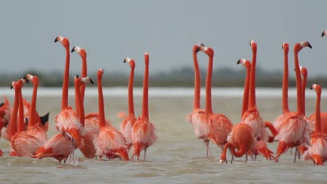 flamingo 50
