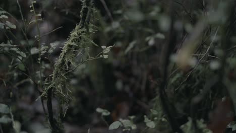 A-close-up-of-foliage-and-moss-on-a-forest-floor-in-England