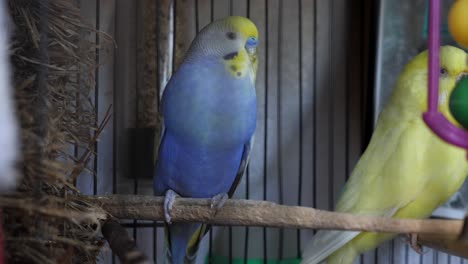 two budgerigar birds sit in cage