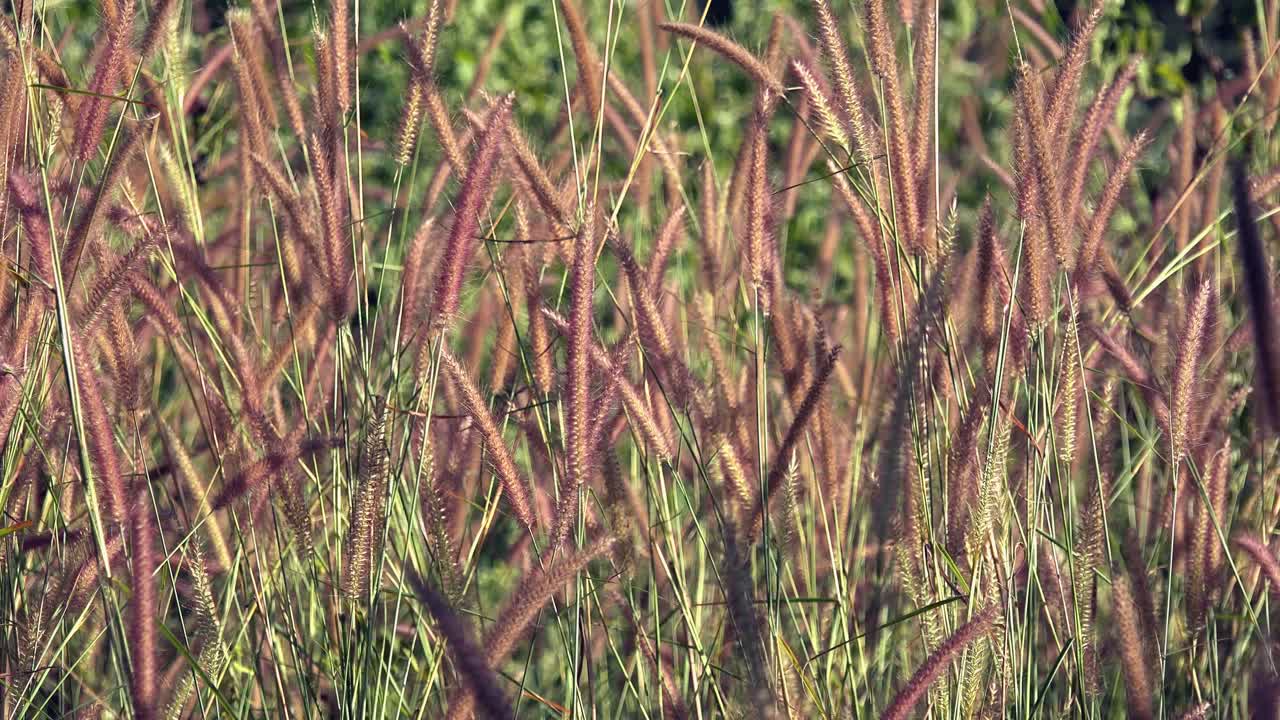 Grass Flower Blowing in the Wind