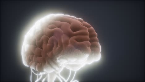 modelo animado del cerebro humano