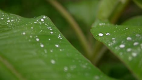 Las-Gotas-De-Lluvia-Brillan-Sobre-Hojas-Verdes-Vibrantes-En-Un-Primer-Plano-Tranquilo