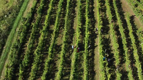 Harvesting-grapevine-in-vineyard,-aerial-view-of-winery-estate-in-Europe,-workers-pick-grapes,-aerial-view