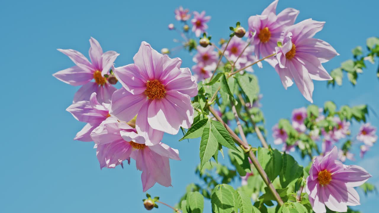 En livlig klynge av blekrosa tre-dahlia-blomster som blomstrer på grønne stilker mot en klar, skyfri blå himmel