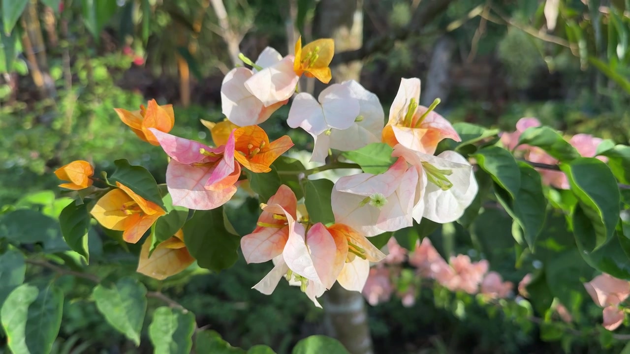 Primo piano di vivaci fiori di buganvillea multicolori in piena fioritura.
