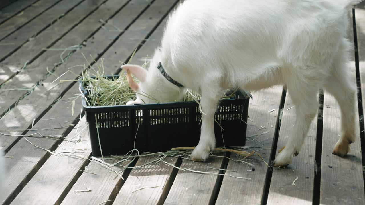 Weiße Ziege frisst Gras aus einem Korb in Sendai, Miyagi, Japan