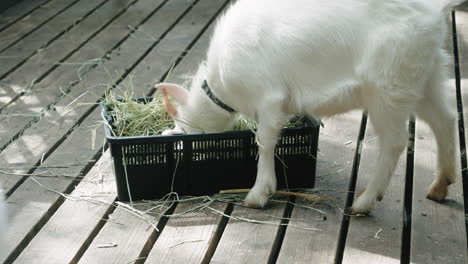 white goat eating grass from a basket at sendai, miyagi, japan