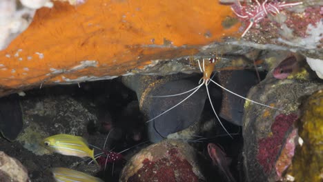 dos anguilas se mueven en una cueva submarina entre una variedad de peces y camarones