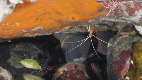 two eels move about in an underwater cave amongst a variety of fish and shrimp