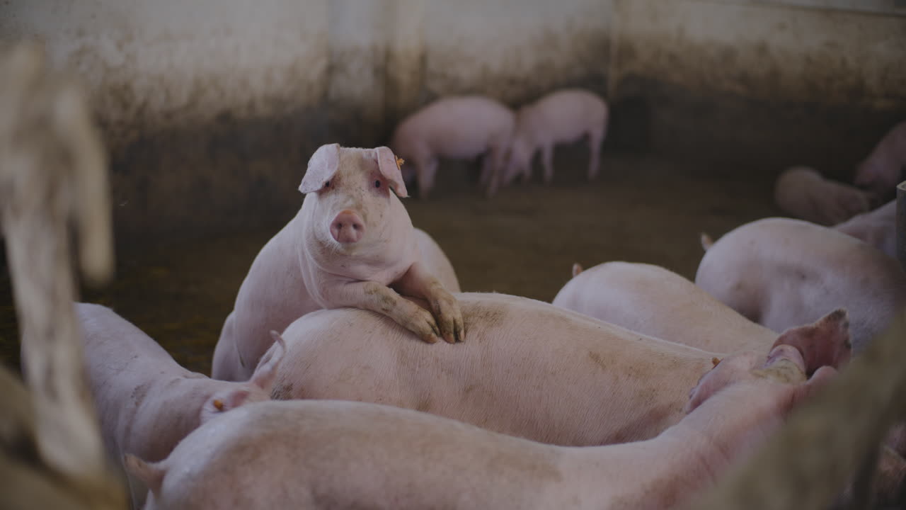 창고에 힌 돼지