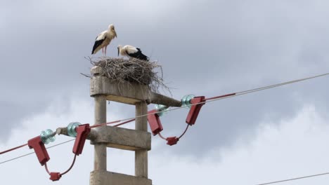 white storks nesting on top of a pylon in spain