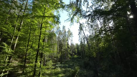 Towering-Trees-On-Wooded-Forest-In-Springtime