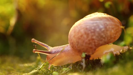 Close-up of a snail slowly creeping in the sunset sunlight.