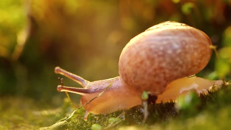 close-up of a snail slowly creeping in the sunset sunlight.