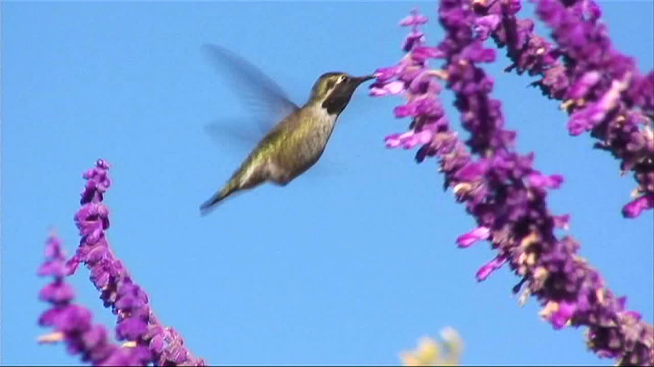 un colibrí recoge néctar de flores moradas