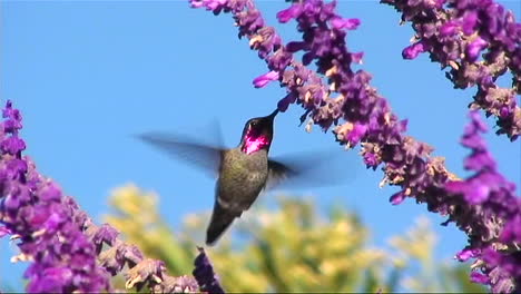 a humming bird gathers nectar from purple flowers