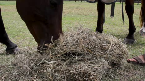 Dos-Caballos-De-Compañía-Comiendo-Alegremente-Un-Montón-De-Heno-Juntos-En-Un-Prado-De-Caballos