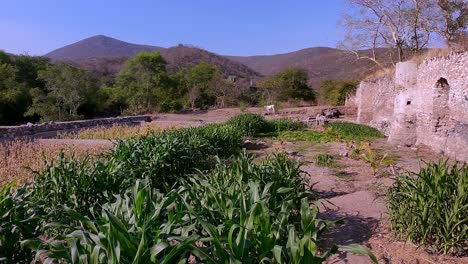 green plants flourishing in the foreground, with the historic remains of hacienda de san jacinto ixtoluca and a mountain range under natural sunlight, create a tranquil landscape in morelos, mexico