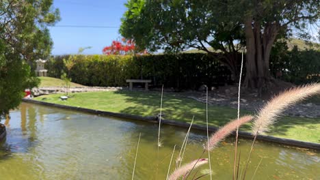 tranquil japanese garden with pond