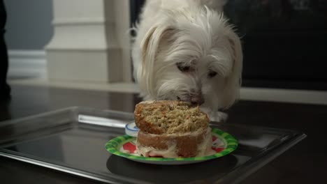 pequeña raza de perro morkie blanco comiendo pastel de postre para la celebración de cumpleaños de mascotas