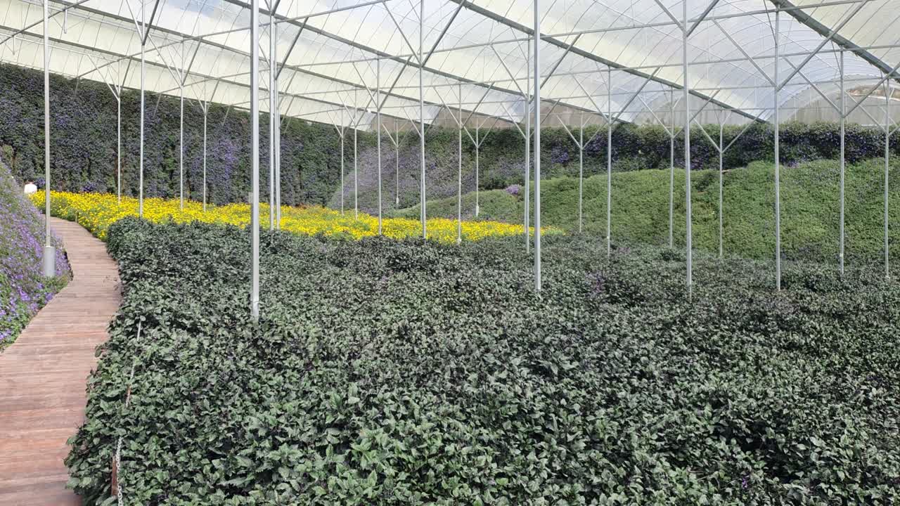 카메론 하이랜드 말레이시아의 아름다운 꽃과 풀