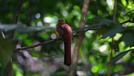 Orange-breasted-Trogon,-Harpactes-Oreskios,-4k-Aufnahmen