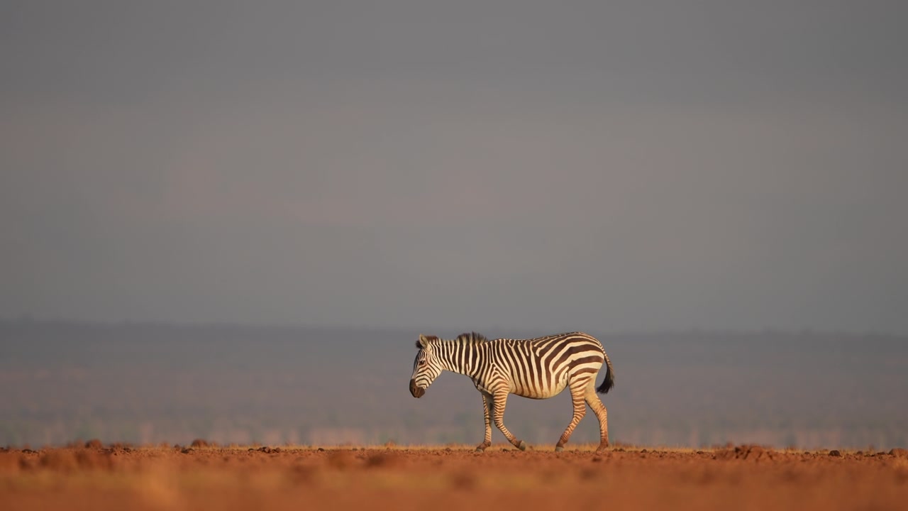 Zebre che camminano nella savana del Kenya | Momento di fauna selvatica pacifica