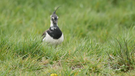 northern lapwing bird in a grassy field approaches it's nest and settles down to incubate a newly laid clutch of eggs