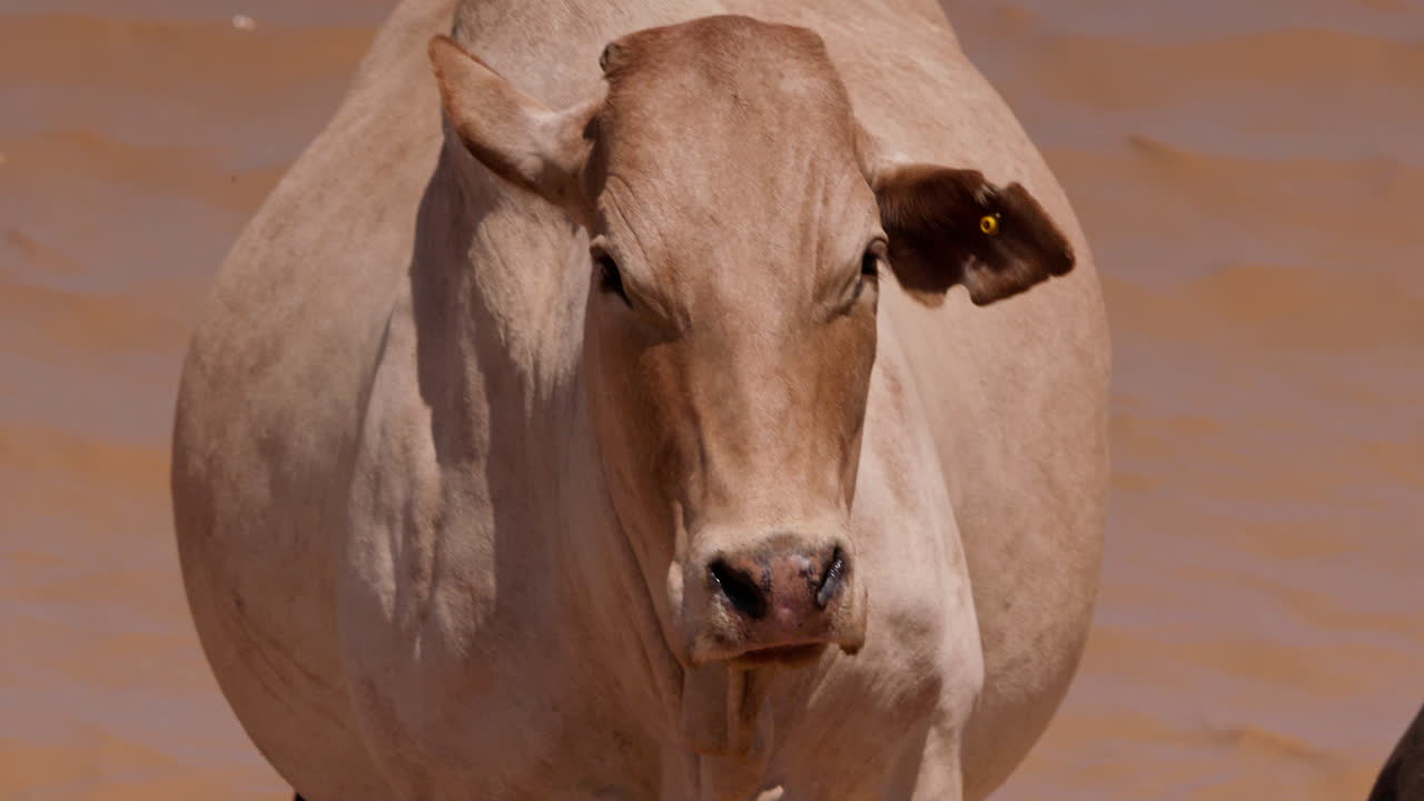 Close up shot of a pregnant boran cattle's body