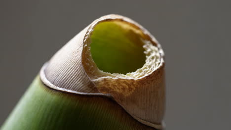 close-up of a green plant stem