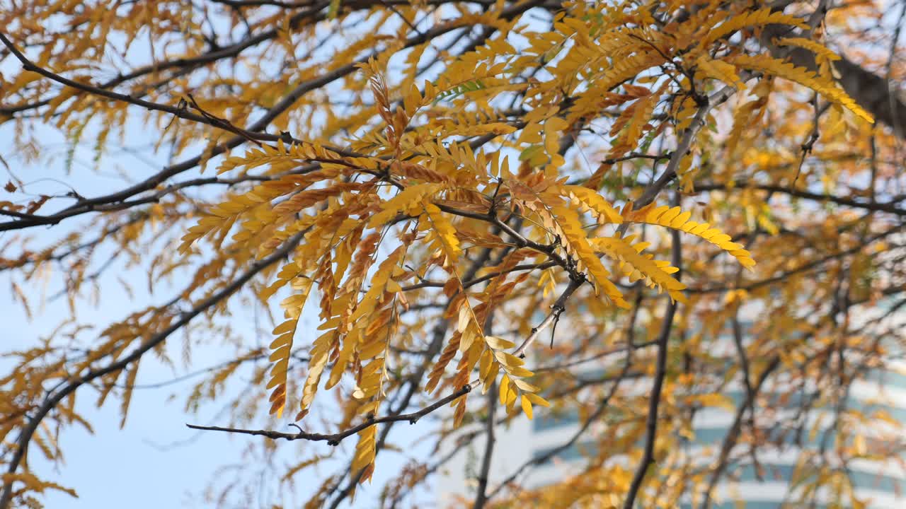나가지 에 있는 가을 잎