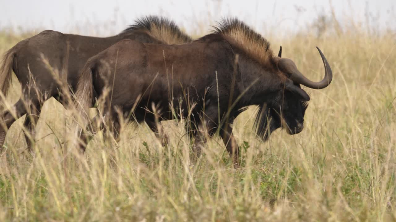 toma cinematográfica de ñus negros caminando de la mano mientras pastan en las praderas de sudáfrica, tiro largo