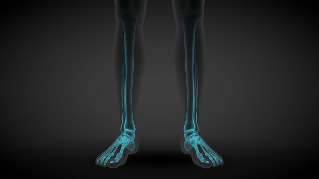 2 different 3D seamless looping animations in 1, male body front view - x-ray scan with organs and skeleton, medicine illustration - 4K 60fps UHD