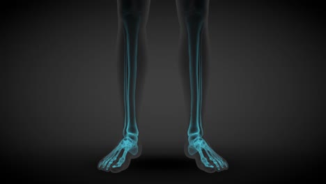 2 different 3d seamless looping animations in 1, male body front view - x-ray scan with organs and skeleton, medicine illustration - 4k 60fps uhd