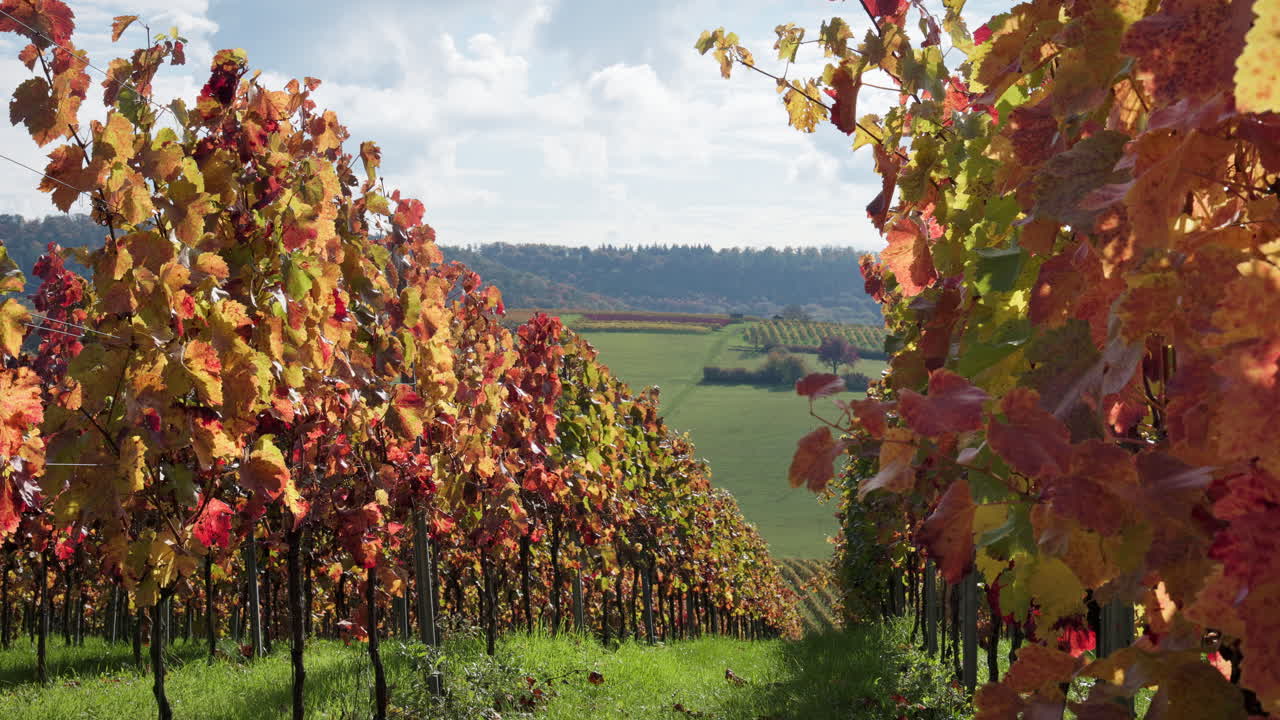 Southern German grapevines on a quiet autumn day with red leaves glowing in the sun. Leaves blow gently in the wind and the last insects and bees fly through the plants