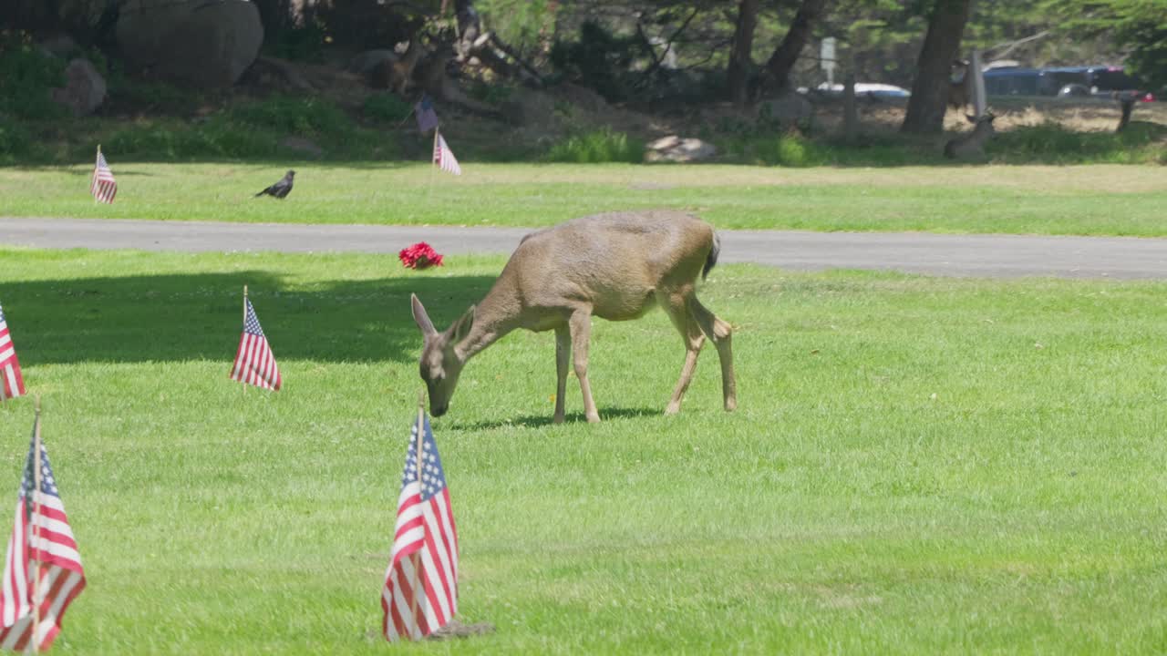 Deer graze undisturbed near monuments and trees in a Monterey cemetery park, evoking harmony between life and memory