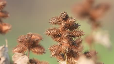 beautiful small red seed in pond area