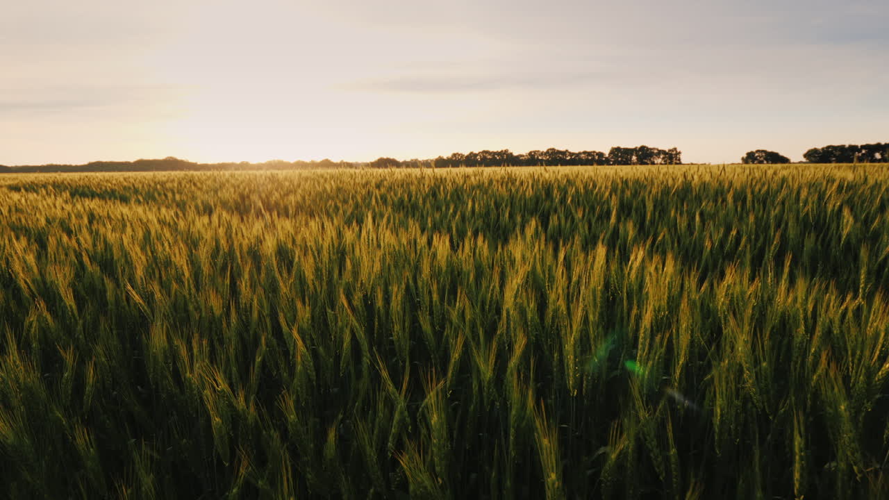 vista del pintoresco campo de trigo al atardecer