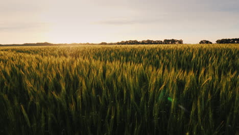 vista del pintoresco campo de trigo al atardecer