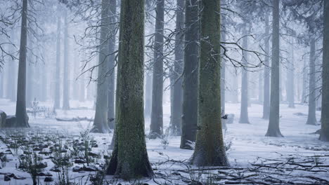 bosque de invierno nevado con árboles altos y una atmósfera serena a la luz del día