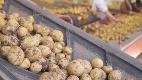 freshly harvested potatoes moving on conveyor belt in slow motion.