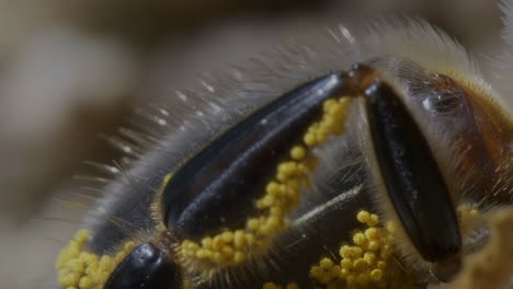 close-up of a bee's leg covered in pollen