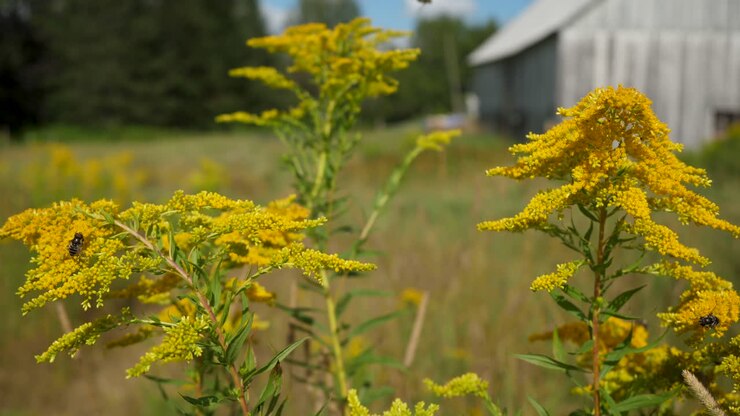 Bees flying over and foraging pollen from yellow flower heads