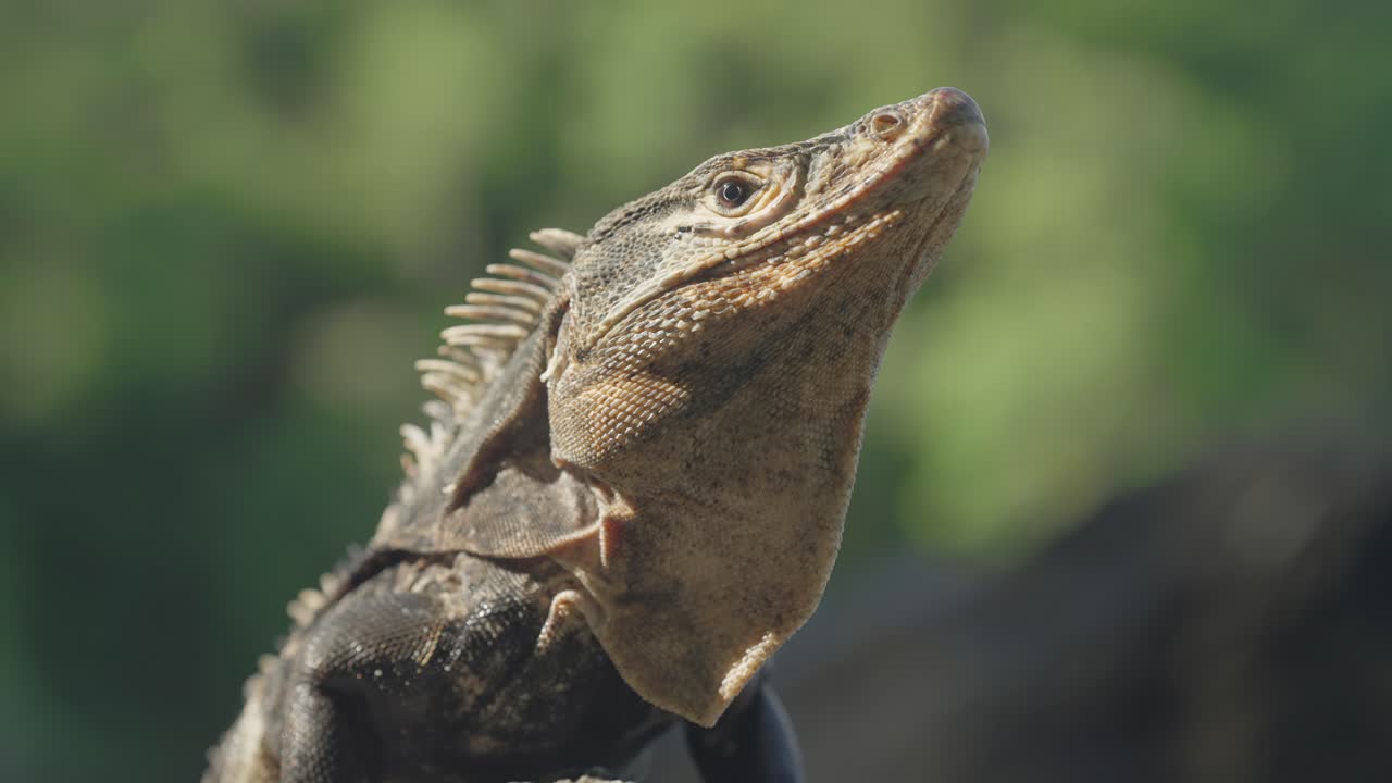 Portrait shot of black iguana basking in sunshine, ectothermic animal
