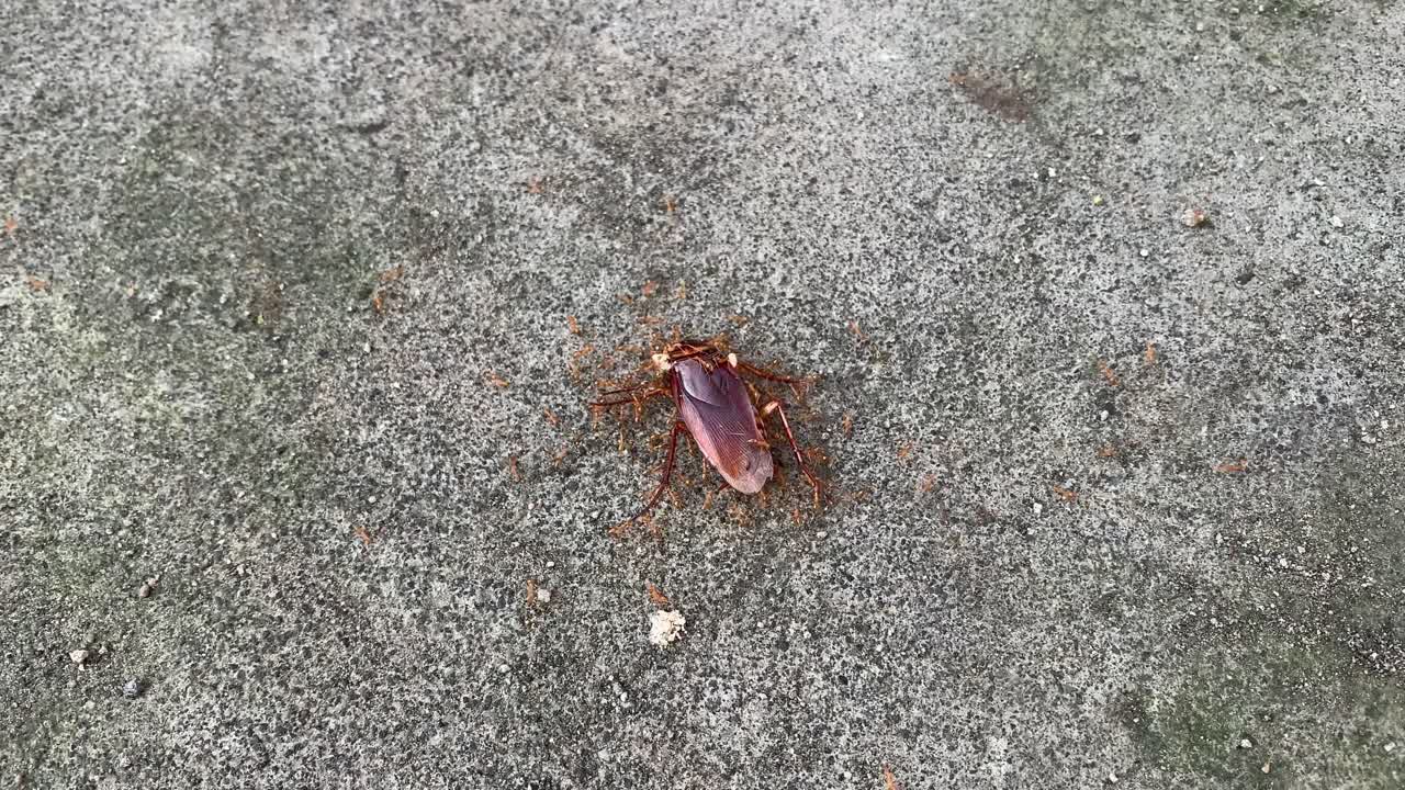 A dead cockroach on a grey textured surface being swarmed by tiny ants, illustrating natural decomposition and scavenging behavior