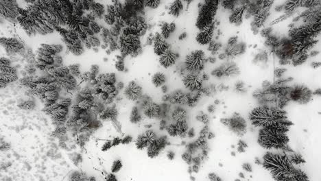 drone shot over snowed trees