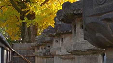 a serene autumn scene featuring traditional stone lanterns and a vibrant golden ginkgo tree at a japanese shrine.